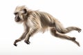 Jumping Moment, Lhoests Monkey On White Background