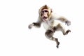 Jumping Moment, Lhoests Monkey On White Background Jumping Moment, Lhoests Monkey, White Background