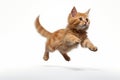 Jumping Moment, Manx Cat On White Background