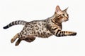 Jumping Moment, Ocicat Cat On White Background