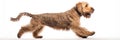 Jumping Moment, Otterhound Dog On White Background Jumping Moment, Otterhound, White Background, Dog