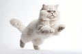 Jumping Moment, Selkirk Rex Cat On White Background Royalty Free Stock Photo