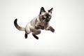 Jumping Moment, Siamese Cat On White Background Royalty Free Stock Photo