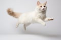 Jumping Moment, Singapura Cat On White Background