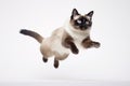 Jumping Moment, Snowshoe Cat On White Background Royalty Free Stock Photo