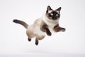 Jumping Moment, Snowshoe Cat On White Background
