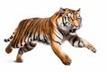 Jumping Moment, Tiger On White Background