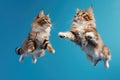 Jumping Moment, Two American Bobtail Dogs On Sky Blue Background