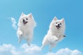 Jumping Moment, Two American Eskimo Dogs On Sky Blue Background Royalty Free Stock Photo