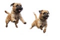Jumping Moment, Two Border Terrier Dog On White Background Royalty Free Stock Photo