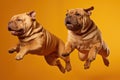 Jumping Moment, Two Chinese Shar Pei Dogs On Yellow Background