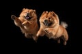 Jumping Moment, Two Chow Chow Dogs On Black Background Royalty Free Stock Photo