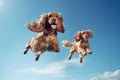 Jumping Moment, Two Cocker Spaniel Dogs On Sky Blue Background