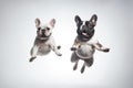 Jumping Moment, Two French Bulldog Dogs On White Background