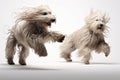 Jumping Moment, Two Komondor Dogs On White Background