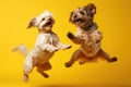 Jumping Moment, Two Laperm Dog On Yellow Background