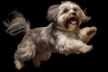 Jumping Moment, Two Lhasa Apso Dogs On Black Background Royalty Free Stock Photo