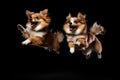 Jumping Moment, Two Munchkin Dogs On Black Background