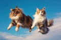 Jumping Moment, Two Norwegian Forest Cats Dog On Sky Blue Background