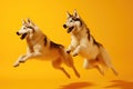 Jumping Moment, Two Siberian Husky Dogs On Yellow Background