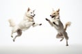 Jumping Moment, Two Singapura Dogs On White Background Royalty Free Stock Photo
