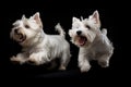 Jumping Moment, Two West Highland White Terrier Dogs On Black Background Royalty Free Stock Photo