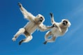 Jumping Moment, Two Whitehanded Gibbon On Sky Blue Background Royalty Free Stock Photo