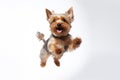 Jumping Moment, Yorkshire Terrier Dog On White Background Jumping Moment, Yorkshire Terrier, Dog Own