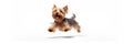 Jumping Moment, Yorkshire Terrier Dog On White Background Jumping Moment, Yorkshire Terrier, Dog Own