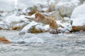 Jumping monkey. Action monkey wildlife scene from Japan. Monkey Japanese macaque, Macaca fuscata, jumping across winter river Royalty Free Stock Photo