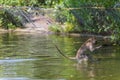 Jumping monkey directly above