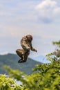 Jumping monkey