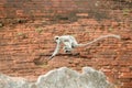 Jumping monkey over brick wall of Anuradhapura church