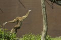 Jumping monkey