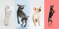 Stylish dogs posing. Cute doggies or pets happy. The different purebred puppies. Creative collage isolated on