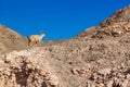 Jumping mountain goat animal photography in wilderness highland sharp rocky natural environment and blue sky background, panoramic