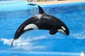 Jumping Orca