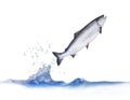 Jumping out from water salmon Royalty Free Stock Photo