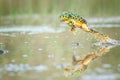 Jumping Pacman Frog with reclection Royalty Free Stock Photo