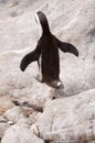 Jumping Penguin