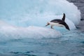 Jumping penguin. An Adelie (AdÃÂ©lie) penguin dives into sea from an iceberg.