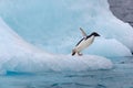 Jumping penguin. An Adelie (AdÃÂ©lie) penguin dives into sea from an iceberg.