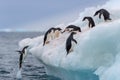 Jumping penguin. An Adelie (AdÃÂ©lie) penguin jumps on to an iceberg.