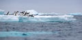 Jumping penguin. An Adelie (AdÃÂ©lie) penguin dives into sea from an iceberg.