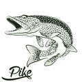 Jumping Pike isolated Royalty Free Stock Photo