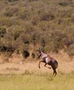 A jumping playful Topi Antelope