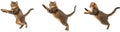 Jumping and playing Funny Cats on a white background Royalty Free Stock Photo