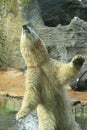 Jumping polar bear Royalty Free Stock Photo