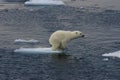 Jumping Polar bear cub 1 Royalty Free Stock Photo