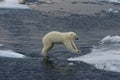 Jumping Polar bear cub 2 Royalty Free Stock Photo